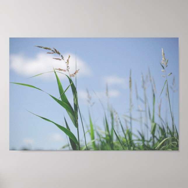 Poster Natureza do campo do campo de pasto azul (Frente)