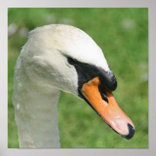 Poster Natureza do Cisne Branco Regal