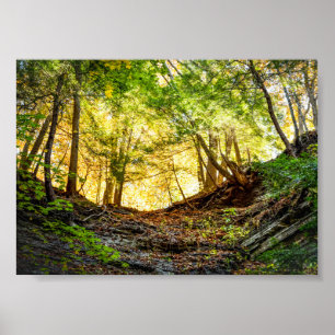 Poster Natureza do Sol Floresta
