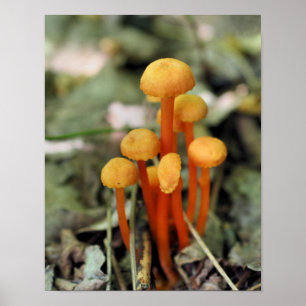 Poster Natureza dos Cogumelos Laranja Pequenos