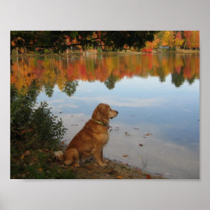 Póster Natureza Dourado do outono com cão do golden