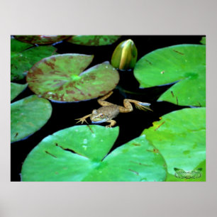 Póster Natureza entre lírios
