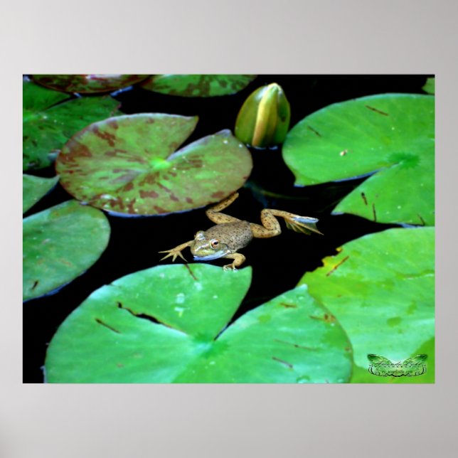 Póster Natureza Entre Lírios (Frente)