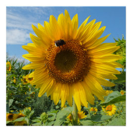 Póster natureza, flor, verão, girassol, florada, floral