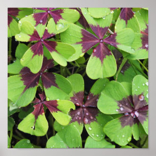 Poster Natureza, Flor, Verão, Shamrock, Verde, Botânica