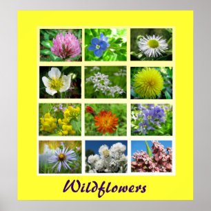 Poster Natureza floral dos Wildflowers