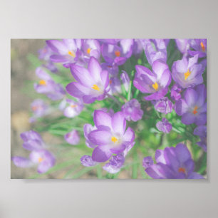 Poster Natureza Flores De Croco Roxo