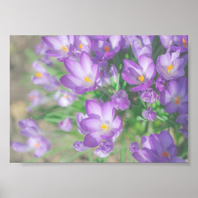 Poster Natureza Flores De Croco Roxo (Frente)