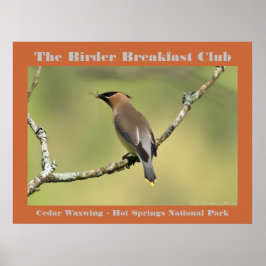 Poster Natureza Fotografia Cedar Waxwing Birder