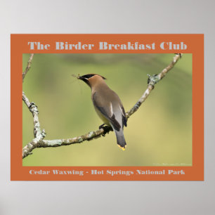 Poster Natureza Fotografia Cedar Waxwing Birder