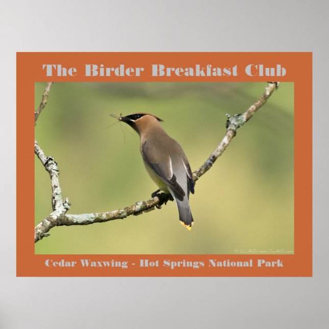 Poster Natureza Fotografia Cedar Waxwing Birder (Frente)