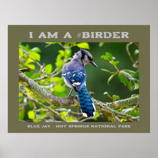 Poster Natureza Fotografia Shy Blue Jay Birder (Frente)