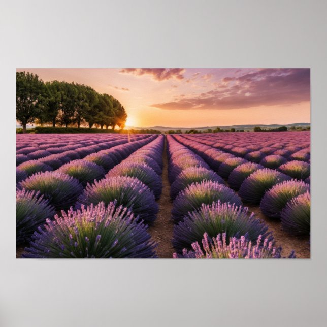 Poster Natureza lavanda no exterior Paisagem pacífica (Frente)