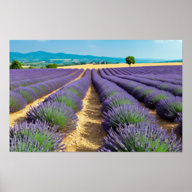 Poster Natureza lavanda no exterior Paisagem pacífica (Frente)
