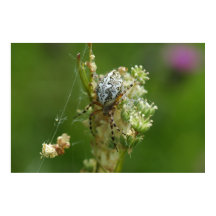 Natureza Maravilhosa - Aranha de Cruz - Close up