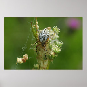 Poster Natureza Maravilhosa - Aranha de Cruz - Close up
