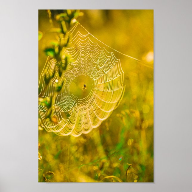 Poster Natureza Paisagem Aranha Aranha Aranha (Frente)