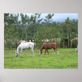 Póster Natureza - procuramos a paz