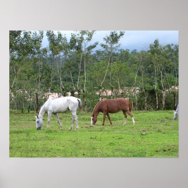 Póster Natureza - procuramos a paz (Frente)