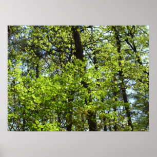 Póster Natureza verde das folhas de bordo do primavera