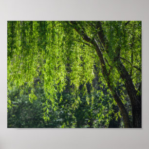 Poster Natureza Verde de Árvore Selvagem