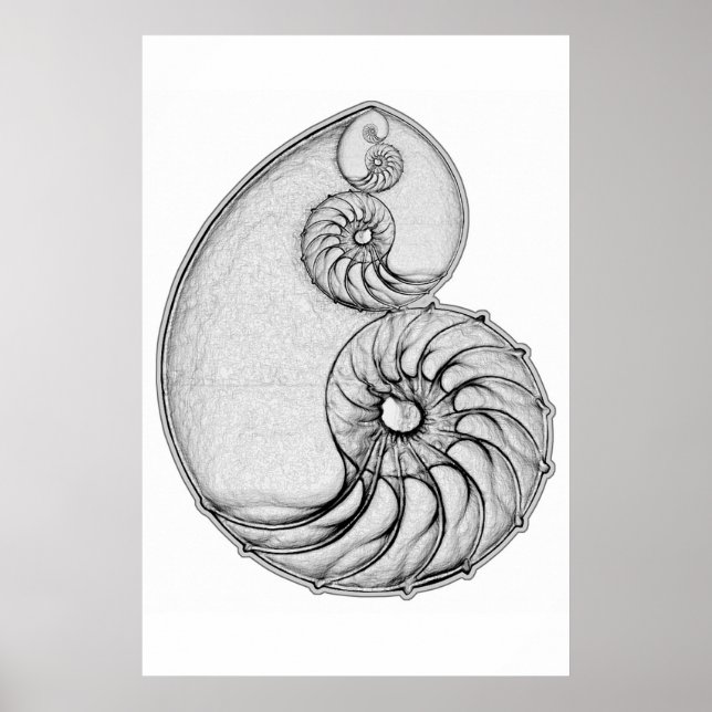 Poster Nautilus (Frente)