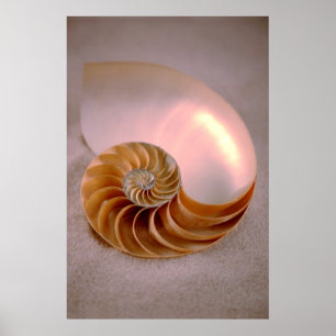 Poster Nautilus à temperatura ambiente