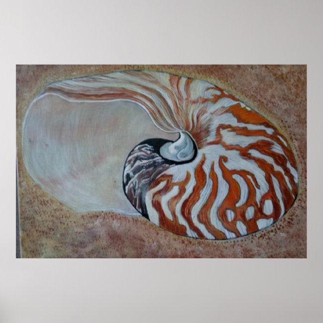 Póster nautilus com casca do mar (Frente)