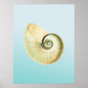 Póster Nautilus shell