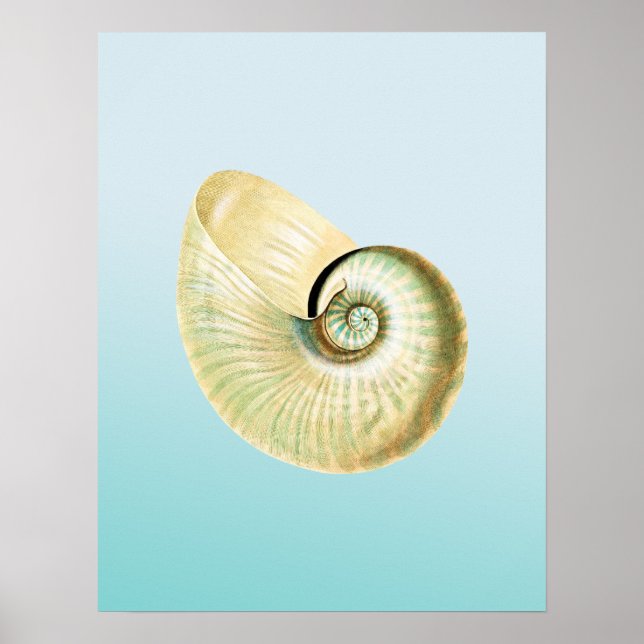 Póster Nautilus shell (Frente)