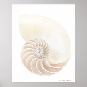 Poster Nautilus shell, close-up