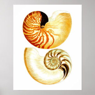 Poster Nautilus Shell Seashell no.8 Beach Decor Art Impre