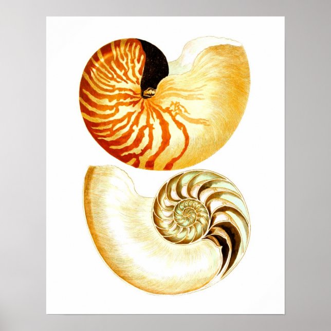 Poster Nautilus Shell Seashell no.8 Beach Decor Art Impre (Frente)