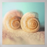 Nautilus Shells On Beach