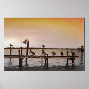 Póster NC Pelicans