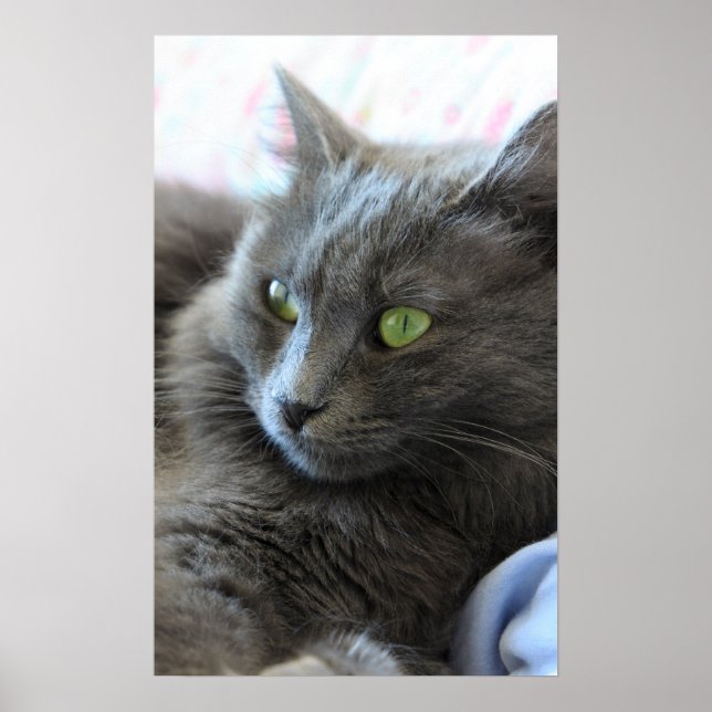Poster Nebelung cat (Frente)