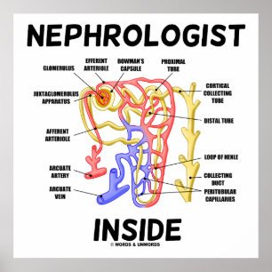 Poster Nefrologista Dentro Kidney Nephron