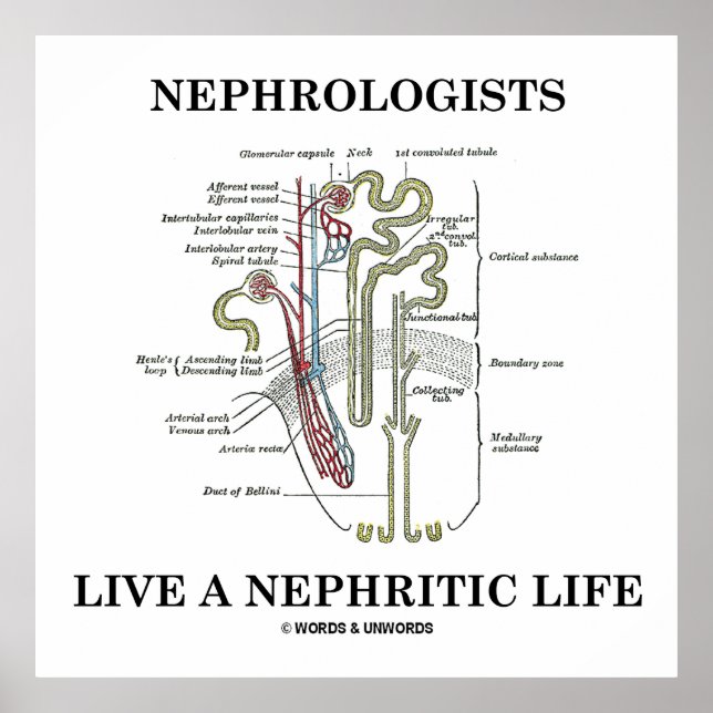 Póster Nefrologistas Vivem Uma Vida Nefítica (Nephron) (Frente)