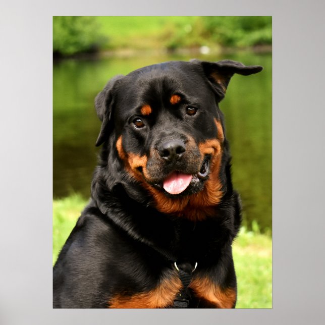 Poster Negra e Tan Rottweiler (Frente)