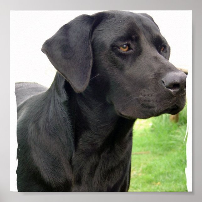 Poster Negra Labrador Retriever (Frente)