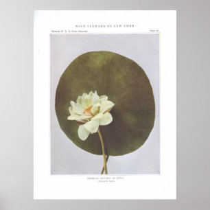 Póster Nelumbo americano ou Lotus - lutea do Nelumbo