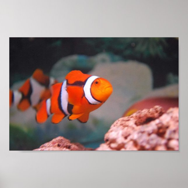 Poster Nemo (Frente)