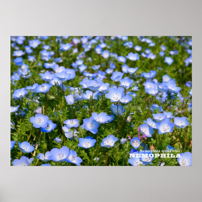 Poster NEMOPHILA（Baby Blue Eyes） (Frente)