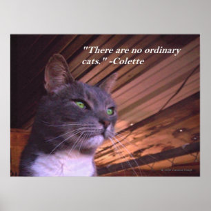 Poster Nenhuns gatos ordinários