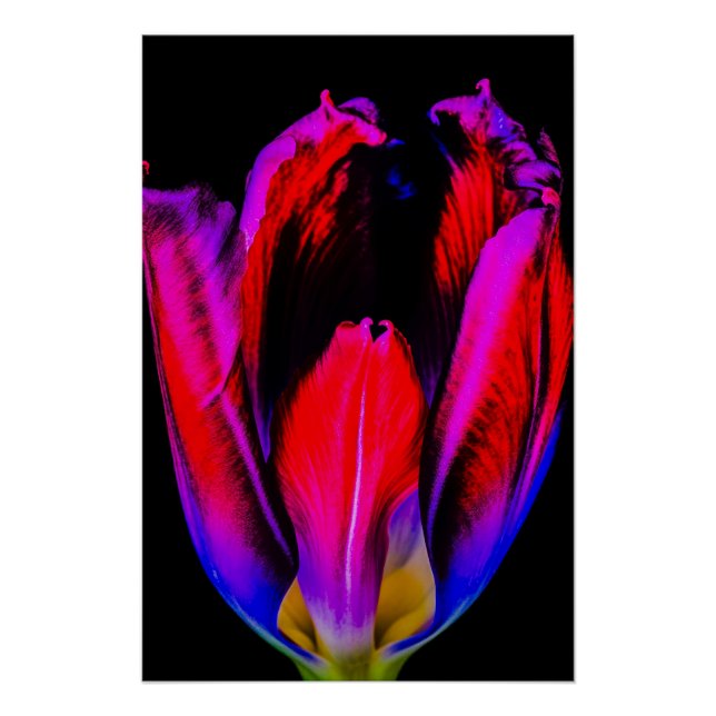 Póster Neon Glow Tulip (Frente)