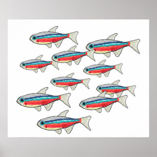 Poster Neon Tetra