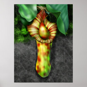 Poster Nepenthes, Ilustração de Planta de Pitcher