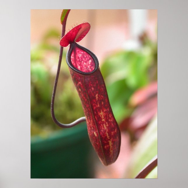 Poster Nepenthes muluensis Pitcher (Frente)