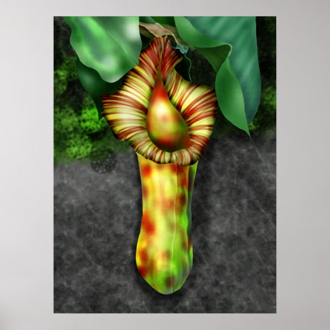 Poster Nepenthes, Pitcher Plant Illustration (Frente)