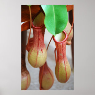 Póster Nepenthes que oscila